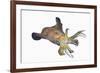 Bigfin Reef Squid (Sepioteuthis Lessoniana)-Reinhard Dirscherl-Framed Photographic Print