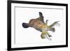 Bigfin Reef Squid (Sepioteuthis Lessoniana)-Reinhard Dirscherl-Framed Photographic Print