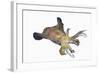 Bigfin Reef Squid (Sepioteuthis Lessoniana)-Reinhard Dirscherl-Framed Photographic Print