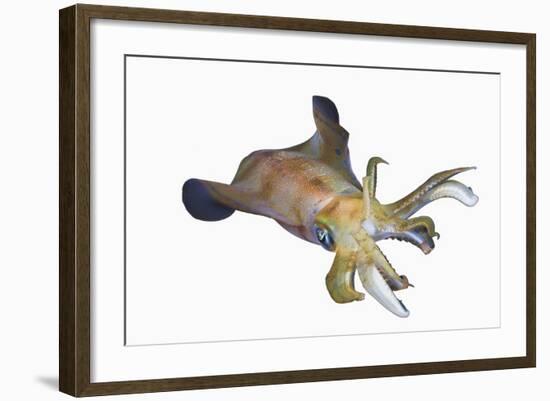 Bigfin Reef Squid (Sepioteuthis Lessoniana)-Reinhard Dirscherl-Framed Photographic Print