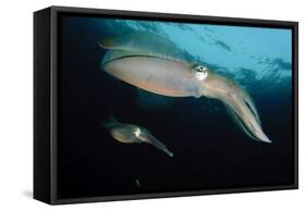 Bigfin Reef Squid Tending Eggs Along a Buoy Line, Lembeh Strait, Indonesia-null-Framed Stretched Canvas