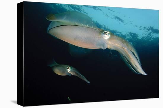 Bigfin Reef Squid Tending Eggs Along a Buoy Line, Lembeh Strait, Indonesia-null-Stretched Canvas