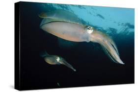 Bigfin Reef Squid Tending Eggs Along a Buoy Line, Lembeh Strait, Indonesia-null-Stretched Canvas