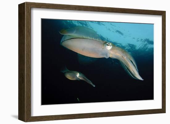 Bigfin Reef Squid Tending Eggs Along a Buoy Line, Lembeh Strait, Indonesia-null-Framed Photographic Print