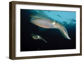 Bigfin Reef Squid Tending Eggs Along a Buoy Line, Lembeh Strait, Indonesia-null-Framed Photographic Print