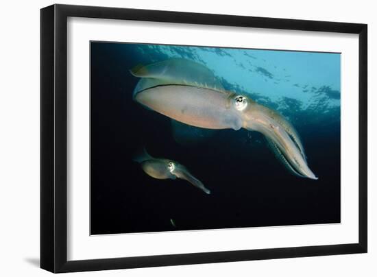 Bigfin Reef Squid Tending Eggs Along a Buoy Line, Lembeh Strait, Indonesia-null-Framed Photographic Print