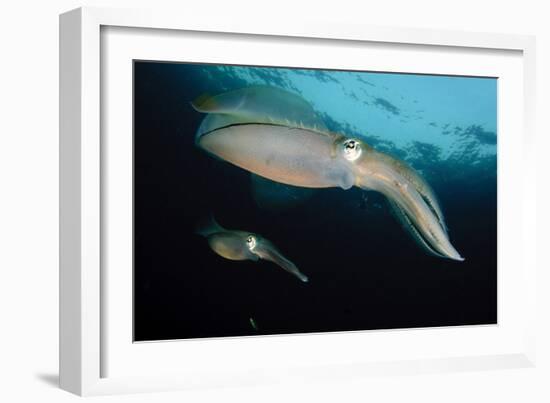 Bigfin Reef Squid Tending Eggs Along a Buoy Line, Lembeh Strait, Indonesia-null-Framed Photographic Print