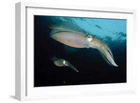 Bigfin Reef Squid Tending Eggs Along a Buoy Line, Lembeh Strait, Indonesia-null-Framed Photographic Print