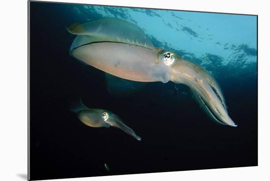 Bigfin Reef Squid Tending Eggs Along a Buoy Line, Lembeh Strait, Indonesia-null-Mounted Photographic Print