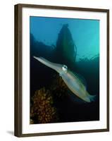 Bigfin Reef Squid Tending Eggs Along a Buoy Line, Lembeh Strait, Indonesia-null-Framed Photographic Print