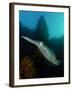 Bigfin Reef Squid Tending Eggs Along a Buoy Line, Lembeh Strait, Indonesia-null-Framed Photographic Print