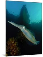 Bigfin Reef Squid Tending Eggs Along a Buoy Line, Lembeh Strait, Indonesia-null-Mounted Photographic Print