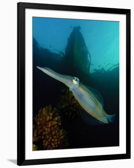 Bigfin Reef Squid Tending Eggs Along a Buoy Line, Lembeh Strait, Indonesia-null-Framed Photographic Print