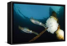 Bigfin Reef Squid Tending Eggs Along a Buoy Line, Lembeh Strait, Indonesia-null-Framed Stretched Canvas