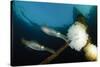 Bigfin Reef Squid Tending Eggs Along a Buoy Line, Lembeh Strait, Indonesia-null-Stretched Canvas