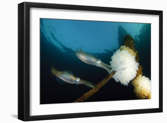 Bigfin Reef Squid Tending Eggs Along a Buoy Line, Lembeh Strait, Indonesia-null-Framed Photographic Print