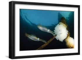 Bigfin Reef Squid Tending Eggs Along a Buoy Line, Lembeh Strait, Indonesia-null-Framed Photographic Print