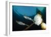 Bigfin Reef Squid Tending Eggs Along a Buoy Line, Lembeh Strait, Indonesia-null-Framed Photographic Print