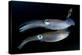 Bigfin Reef Squid Tending Eggs Along a Buoy Line, Lembeh Strait, Indonesia-null-Stretched Canvas