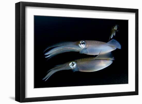 Bigfin Reef Squid Tending Eggs Along a Buoy Line, Lembeh Strait, Indonesia-null-Framed Photographic Print