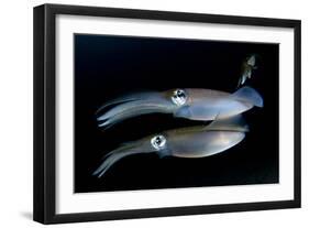 Bigfin Reef Squid Tending Eggs Along a Buoy Line, Lembeh Strait, Indonesia-null-Framed Photographic Print