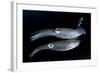 Bigfin Reef Squid Tending Eggs Along a Buoy Line, Lembeh Strait, Indonesia-null-Framed Photographic Print