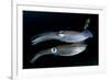 Bigfin Reef Squid Tending Eggs Along a Buoy Line, Lembeh Strait, Indonesia-null-Framed Photographic Print