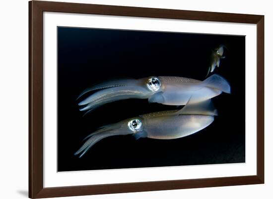 Bigfin Reef Squid Tending Eggs Along a Buoy Line, Lembeh Strait, Indonesia-null-Framed Photographic Print