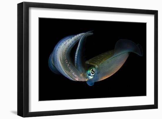 Bigfin Reef Squid Tending Eggs Along a Buoy Line, Lembeh Strait, Indonesia-null-Framed Photographic Print