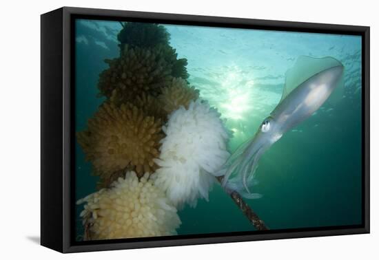 Bigfin Reef Squid Tending Eggs Along a Buoy Line, Lembeh Strait, Indonesia-null-Framed Stretched Canvas