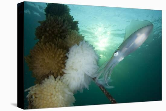 Bigfin Reef Squid Tending Eggs Along a Buoy Line, Lembeh Strait, Indonesia-null-Stretched Canvas