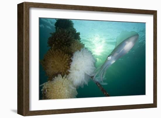 Bigfin Reef Squid Tending Eggs Along a Buoy Line, Lembeh Strait, Indonesia-null-Framed Photographic Print