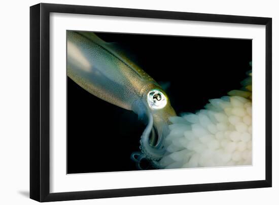 Bigfin Reef Squid Tending Eggs Along a Buoy Line, Lembeh Strait, Indonesia-null-Framed Photographic Print