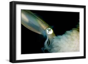 Bigfin Reef Squid Tending Eggs Along a Buoy Line, Lembeh Strait, Indonesia-null-Framed Photographic Print