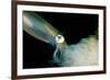 Bigfin Reef Squid Tending Eggs Along a Buoy Line, Lembeh Strait, Indonesia-null-Framed Photographic Print