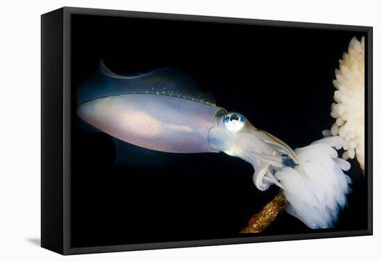 Bigfin Reef Squid Tending Eggs Along a Buoy Line, Lembeh Strait, Indonesia-null-Framed Stretched Canvas