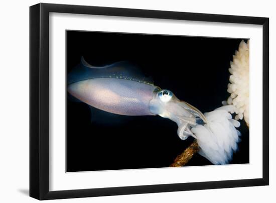 Bigfin Reef Squid Tending Eggs Along a Buoy Line, Lembeh Strait, Indonesia-null-Framed Photographic Print