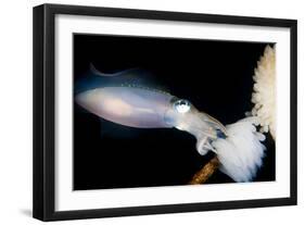 Bigfin Reef Squid Tending Eggs Along a Buoy Line, Lembeh Strait, Indonesia-null-Framed Photographic Print