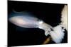 Bigfin Reef Squid Tending Eggs Along a Buoy Line, Lembeh Strait, Indonesia-null-Mounted Photographic Print