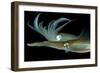 Bigfin Reef Squid Tending Eggs Along a Buoy Line, Lembeh Strait, Indonesia-null-Framed Photographic Print