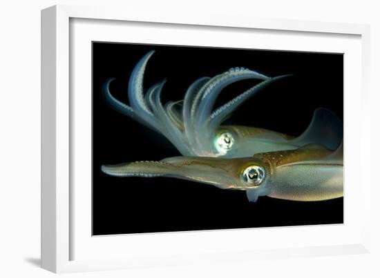 Bigfin Reef Squid Tending Eggs Along a Buoy Line, Lembeh Strait, Indonesia-null-Framed Photographic Print