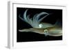 Bigfin Reef Squid Tending Eggs Along a Buoy Line, Lembeh Strait, Indonesia-null-Framed Photographic Print