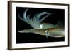 Bigfin Reef Squid Tending Eggs Along a Buoy Line, Lembeh Strait, Indonesia-null-Framed Photographic Print