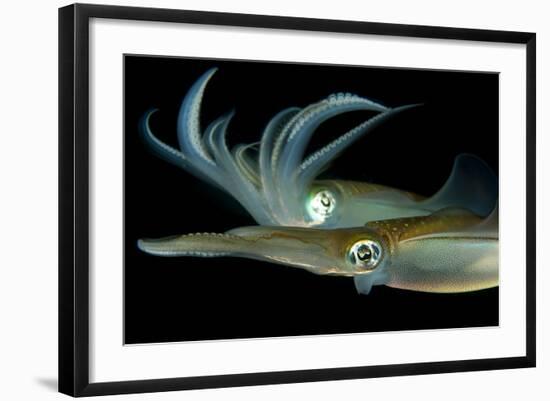 Bigfin Reef Squid Tending Eggs Along a Buoy Line, Lembeh Strait, Indonesia-null-Framed Photographic Print