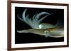 Bigfin Reef Squid Tending Eggs Along a Buoy Line, Lembeh Strait, Indonesia-null-Framed Photographic Print