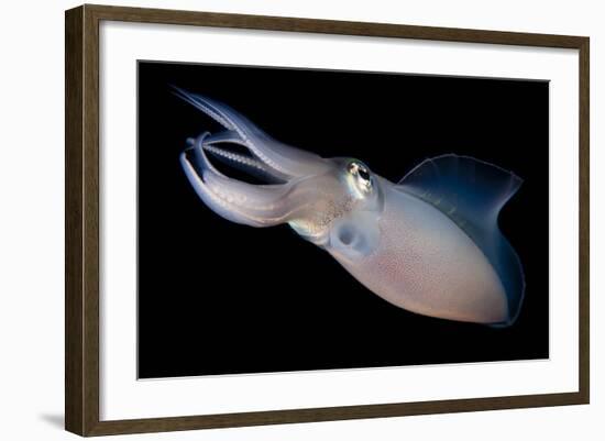 Bigfin Reef Squid Tending Eggs Along a Buoy Line, Lembeh Strait, Indonesia-null-Framed Photographic Print