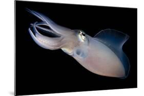 Bigfin Reef Squid Tending Eggs Along a Buoy Line, Lembeh Strait, Indonesia-null-Mounted Photographic Print