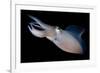 Bigfin Reef Squid Tending Eggs Along a Buoy Line, Lembeh Strait, Indonesia-null-Framed Photographic Print