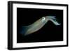 Bigfin Reef Squid Tending Eggs Along a Buoy Line, Lembeh Strait, Indonesia-null-Framed Photographic Print