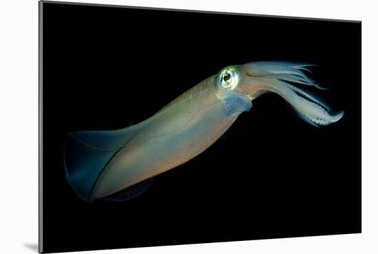 Bigfin Reef Squid Tending Eggs Along a Buoy Line, Lembeh Strait, Indonesia-null-Mounted Photographic Print